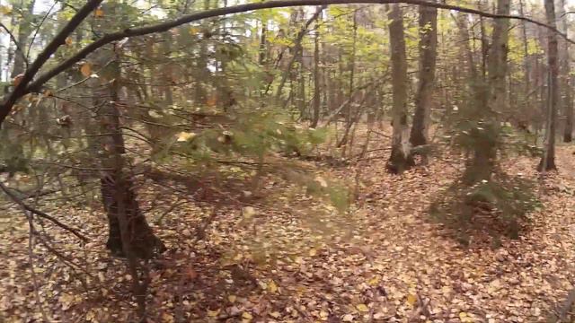 Кто куда, а я за грибами!!! смотреть онлайн