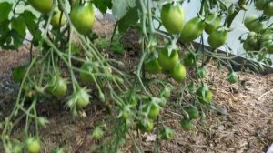 Томаты созревают. Обзор томатов 17 июля 2023г.