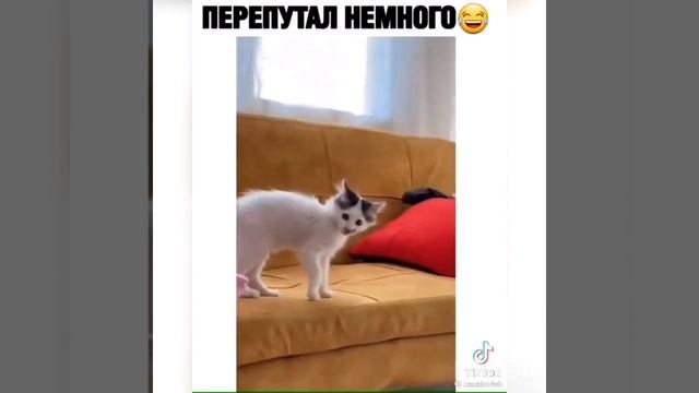 Лучшие Приколы Тик ток за последний месяц  Ржака до слез!