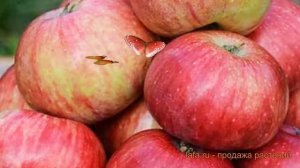 Яблоня обыкновенная Анис полосатый (malus) ? обзор: как сажать, саженцы яблони Анис полосатый