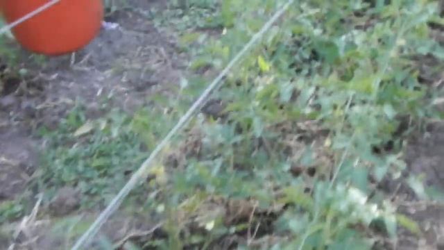 Подкормка помидор куриным пометом смотреть онлайн