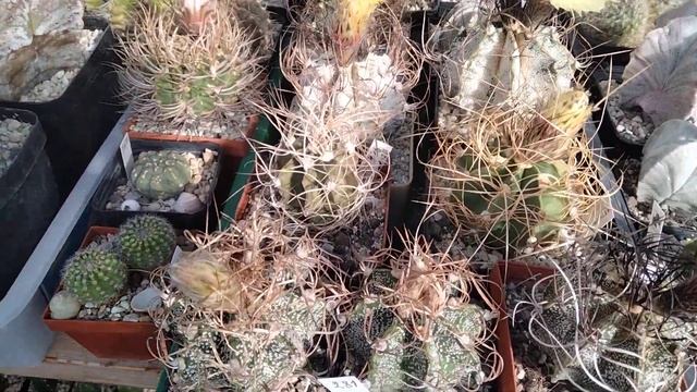 Красноцветковый астрофитум.Гимнокалициумы цветут и астрофитумы.Astrophytum Red, смотреть онлайн