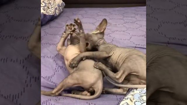 Котята сфинкс играют смотреть онлайн