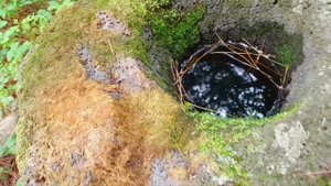 САД среди КЕДРОВ