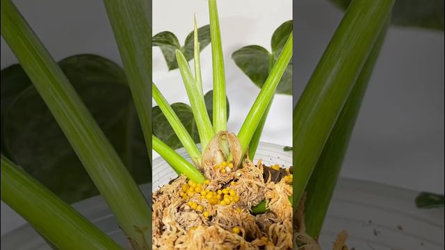 Philodendron Giganteum Blizzard Roots’ Check || #healthyroots #plantsroots #philodendrongiganteum