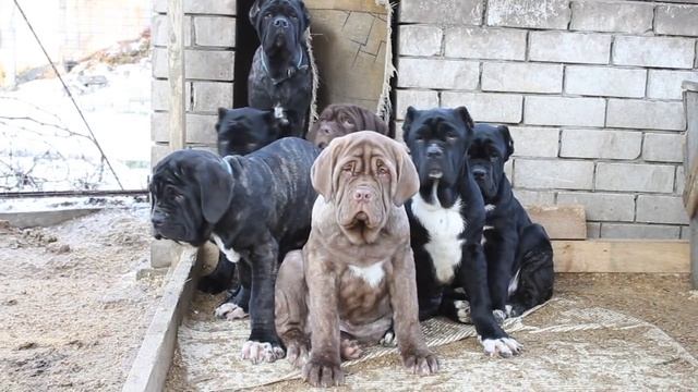 Русский мастиф, щенки 3,5 мес. смотреть онлайн