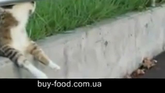 Мечтатель