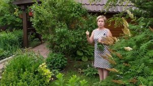 ЖАСМИН САДОВЫЙ или ЧУБУШНИК   Особенности выращивания, ухода и ОБРЕЗКА