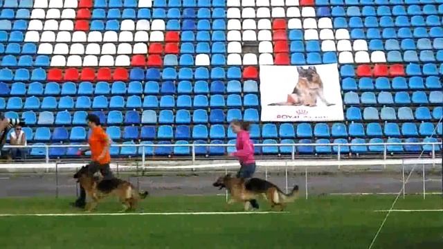 Рабочий класс сук 7 _ Russian Siegerschau 2015