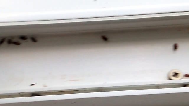 24 июня 2019 г. Нас заели вонючие древесные клопы (2) смотреть онлайн