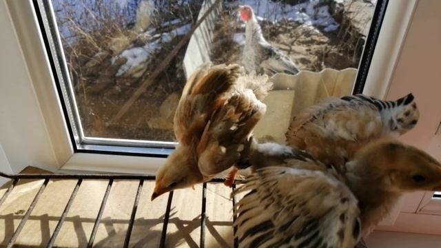 как ухаживать за цыплятами в ящике
