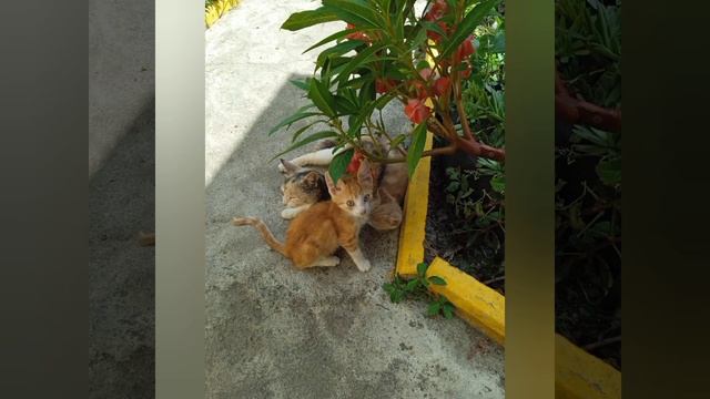 видео с коша под песню будем стоять смотреть онлайн