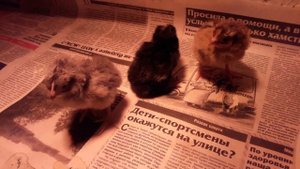 Как лечить лапки  у цыплят.