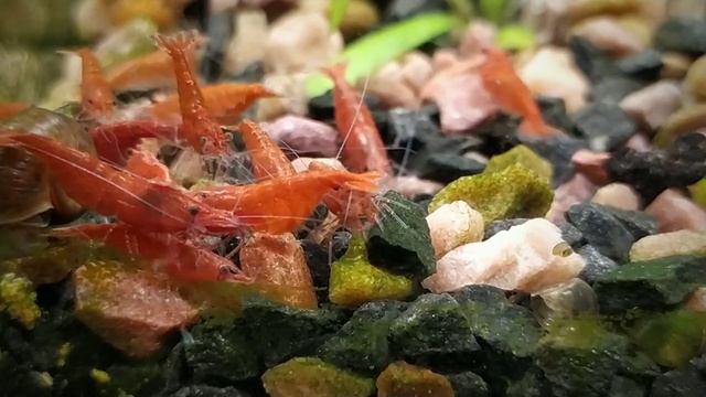 Неоны, анциструсы, коридорусы и креветки чери. Кубик и аквариум на 35 литров. Жизнь в аквариуме смотреть онлайн