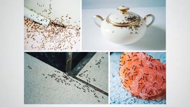 Интересное 10 САМЫХ МЕРЗКИХ НАСЕКОМЫХ, КОТОРЫЕ ЖИВУТ В КВАРТИРАХ смотреть онлайн