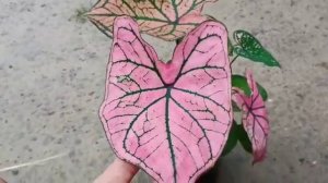 pink caladium dark rose caladium 200/- whtsp 9847405270