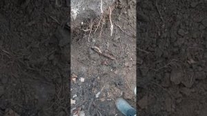 Коп в Восточной Пруссии: нашли штык нож к98