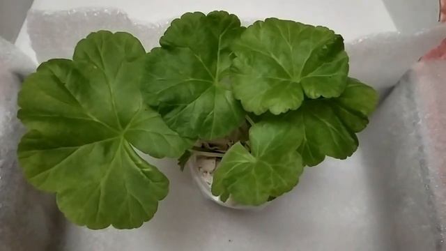 Посылка №9 с пеларгониями. Желанная многими новинка 2020 г!Сбылась моя мечта?Две Odensjö и розебуд смотреть онлайн