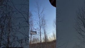Охота на лося 2020 // КО ВССЛ Винтореза 366 ТКМ на охоте