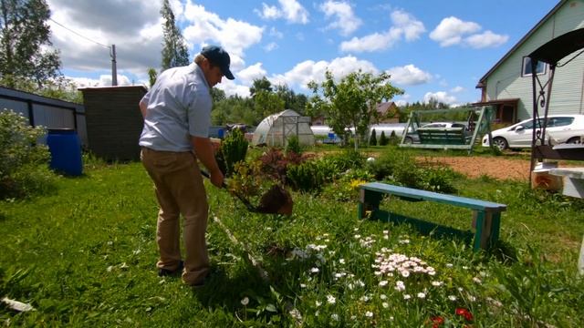 Пересадка садовых растений, роза, рододендрон, туи в моем саду. смотреть онлайн