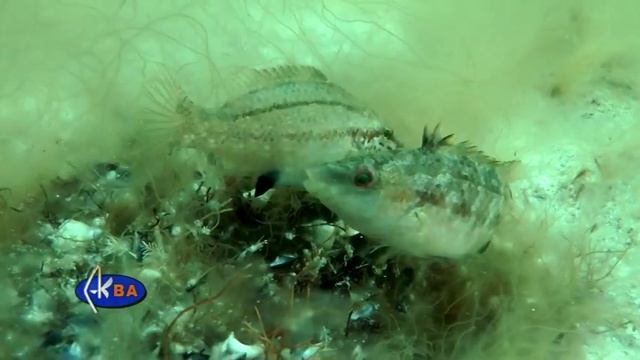 Рябчик. Рыбы Черного моря. Symphodus cinereus Grey wrasse смотреть онлайн
