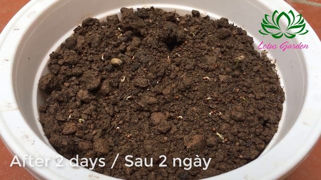 How to grow Impatiens balsamina from seeds is easy смотреть онлайн