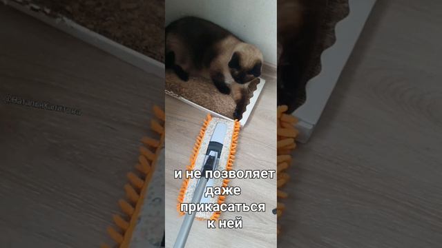 Котик никому не позволяет прикасаться к его любимой когтеточке.