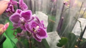 Новые Цветочки в Ашане.Вереск в Ашане.