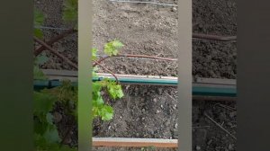 Подкормка винограда Коровяком,