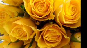 МАЛОЛЕТКА   Роза желтая