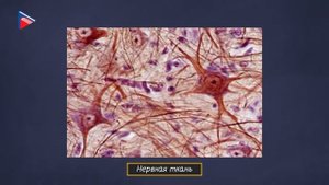 8 класс - Биология - Уровни организации живого. Ткани человека