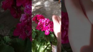 Пеларгония Hope J. P. Bartlett 2 часть