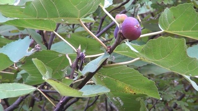 Абхазия,красивые места