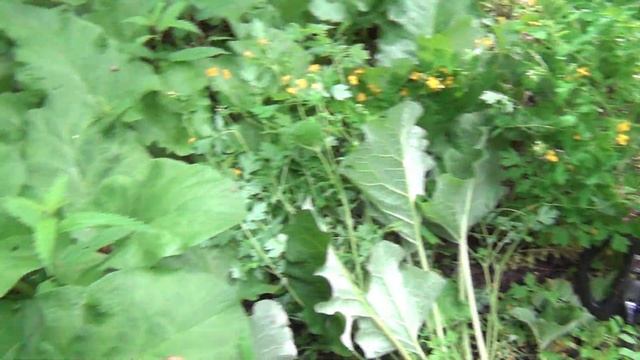 РАЗВЕДАЛИ НОВУЮ ДЕРЕВНЮ. СЕРЕБРО. ПРИМОРСКИЙ КРАЙ. КОП 2020.