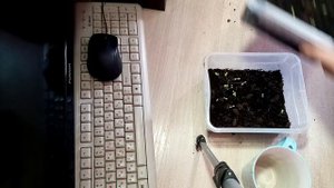 Подсыпаю ЗЕМЛЮ и Поливаю РАССАДУ Многолетней 💐💐💐ГВОЗДИКИ сорта "БАЛЕРИНА МАХРОВАЯ"  👍🏽👍🏽👍🏽  23.1.24