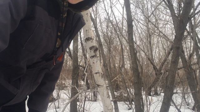 Сбор кленового сока!перенес кормушку на озеро! смотреть онлайн