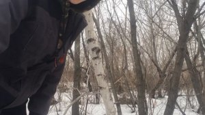 Сбор кленового сока!перенес кормушку на озеро!