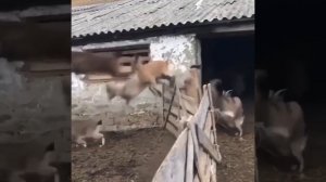 Козы тикают