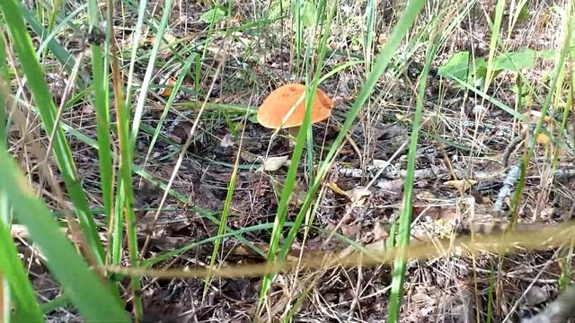 крепыши- подосиновики... смотреть онлайн