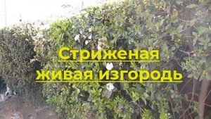 Флора Израиля.Калина Лавролистная (Viburnum tinus).Средиземноморская, или португальская,калина тину