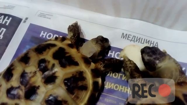 Что едят черепахи