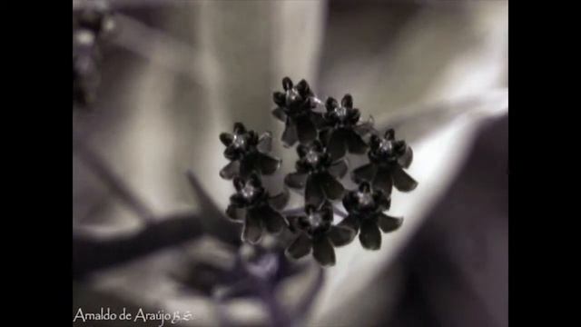 Asclepias curassavica L. (UV) - oficial-de-sala/Mexican Butterfly Weed смотреть онлайн