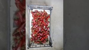 Простой способ сохранить острый перец на зиму