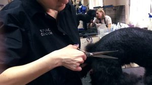 Стрижка пуделя на лето.