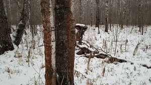 Прогулка с Хаски. Забрели на огромное поваленное дерево.