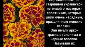 Бархатцы (чорнобривці) из бисера. Самое интересное. Вдохновлялочка.