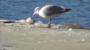 чайка, Великий Новгород, 25 марта 2023