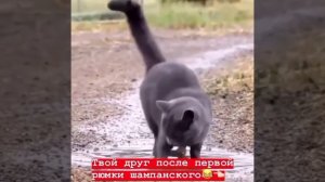 Лучшие Цитаты! #2 Крутые цитаты, Веселые цитаты, Грустные. 😈