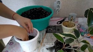 Мои комнатные растения // Как закрепить хойю на опору // Красавицы хойи