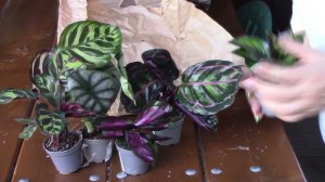 Посылочка с новиночками.Красавицы малышки.